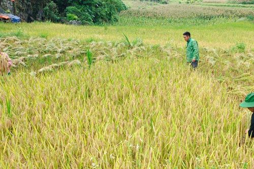 Mường Khương đẩy nhanh tiến độ thu hoạch lúa mùa