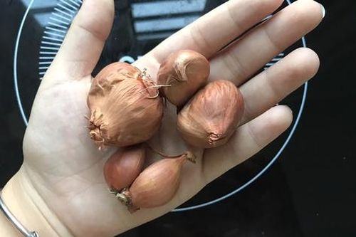 Tân sinh viên tại Hà Nội 'sốc' khi đi chợ để mua rau, giá cao chót vót khiến nhiều bạn trẻ 'cháy ví'