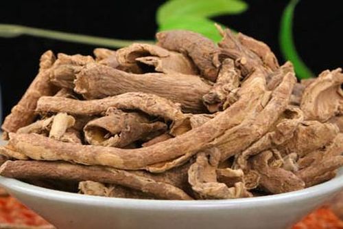 Ngũ gia bì, từ cây cảnh đến vị thuốc chữa nhiều bệnh