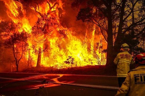 New South Wales, Australia: 75 vụ cháy rừng trong 1 ngày