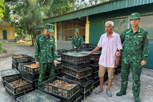 Tạm giữ số lượng lớn gà giống không rõ nguồn gốc