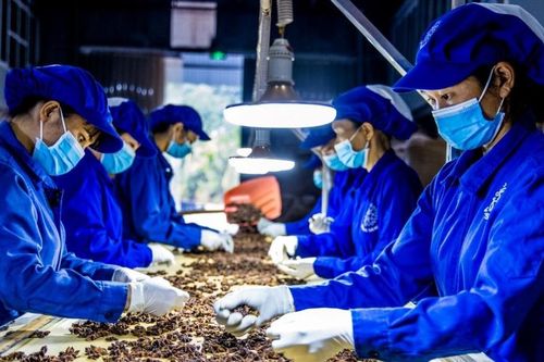 Tiềm năng xuất khẩu dược liệu