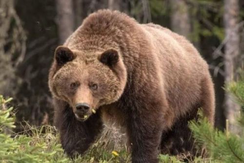 Gấu xám tấn công khiến đôi vợ chồng thiệt mạng ở công viên Canada