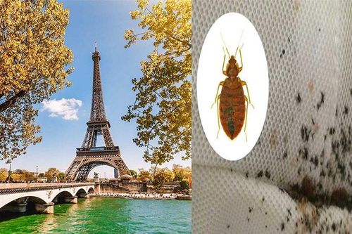 Rệp hút máu 'lộng hành' khắp kinh đô ánh sáng Paris