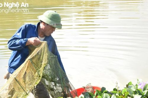 Bí quyết nuôi cua đồng 'trúng lớn' của nông dân Nghệ An