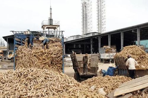 Nông sản thực phẩm Quảng Ngãi phát hành cổ phiếu ESOP để bổ sung vốn