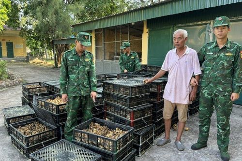 Quảng Ninh: Thu giữ gần 18.000 gà giống không rõ nguồn gốc xuất xứ