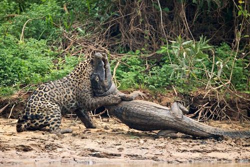 CLIP: Báo đốm Nam Mỹ dùng 'độc chiêu' đoạt mạng cá sấu caiman