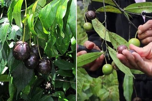 Quả hồng châu độc như lá ngón: Cách nhận biết và phòng tránh