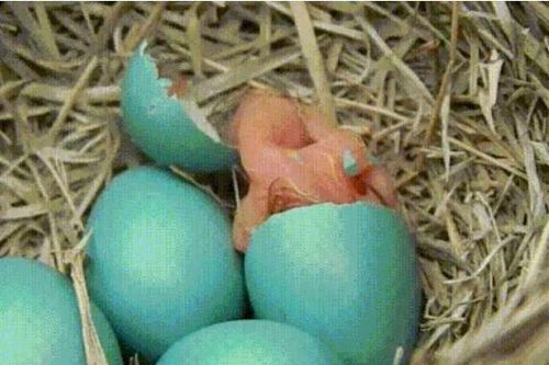 Chùm ảnh khoảnh khắc mới chào đời của các bé động vật, nhỏ xíu đỏ hỏn khiến nhiều người phải thốt lên: 'Thật bất ngờ!'