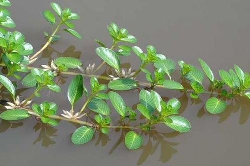 Cây rau dừa nước là vị thuốc hay cho các bệnh lý về đường tiết niệu