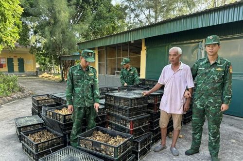 Quảng Ninh: Thu giữ gần 18.000 con gà giống nhập lậu