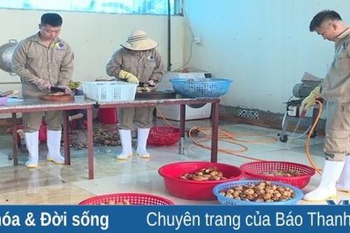 Mô hình trồng sen theo chuỗi giá trị