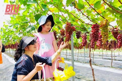Nhân rộng mô hình nông nghiệp kết hợp du lịch sinh thái