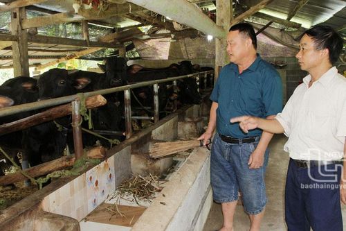 Vùng cao Tràng Xá giải 'bài toán' giảm nghèo