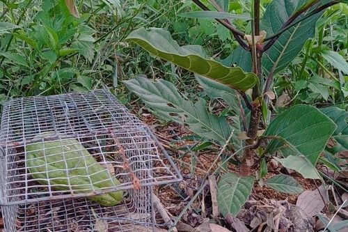 Hàng chục ha rừng bản địa bị chuột cắn phá