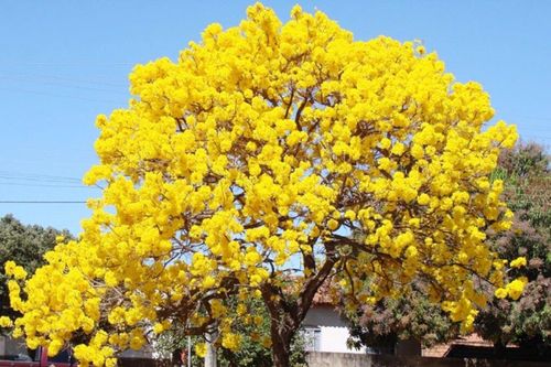 Ý nghĩa phong thủy của cây chuông vàng