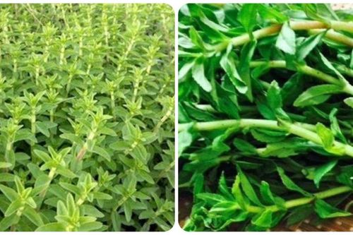 Rau ngổ có tác dụng chữa bệnh gì?