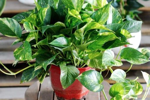 Có nên trồng cây vạn niên thanh trong nhà?