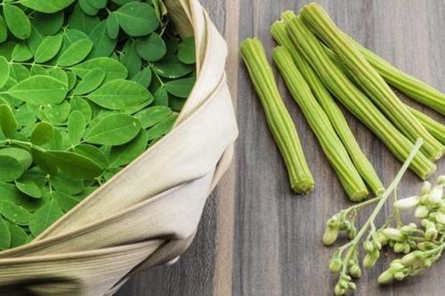 Cách sử dụng chùm ngây chữa bệnh
