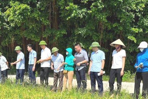 Hải Dương: Dự kiến năng suất lúa mùa tăng 2 tạ/ha
