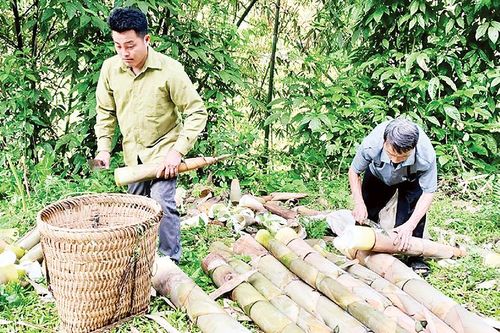 Cây làm giàu trên đất Trấn Yên