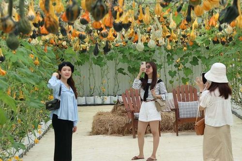 Khởi sắc du lịch canh nông - Bài 2: Hướng tới nền nông nghiệp - du lịch xanh