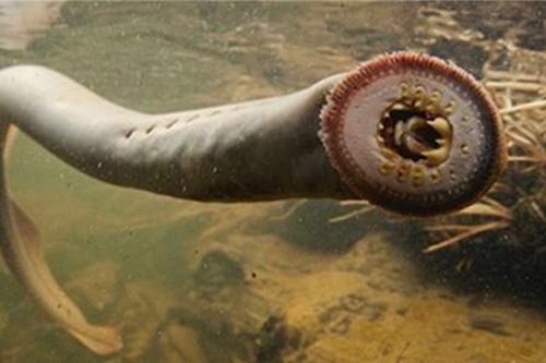 Kinh ngạc loài cá hút máu sống sót qua 4 cuộc đại tuyệt chủng