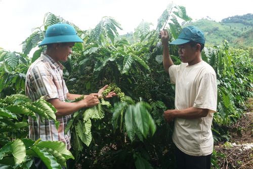 Trưởng thôn dìu dắt người dân thoát nghèo