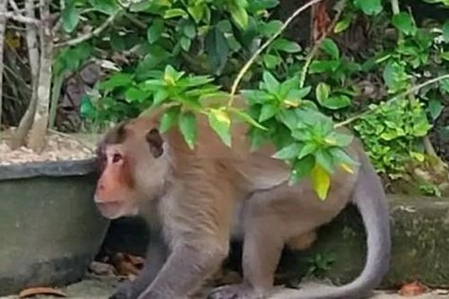 Bắt được khỉ hoang tấn công nhiều người ở Vĩnh Long sau 4 giờ truy đuổi
