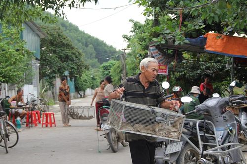 Loài phá hoại thành món ăn khoái khẩu, dân đổ xô đi bắt kiếm tiền triệu
