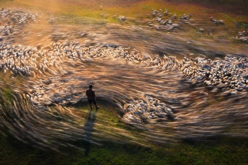 Săn cảnh cho vịt ăn lúc chiều muộn, nhiếp ảnh gia Việt đạt giải thưởng quốc tế