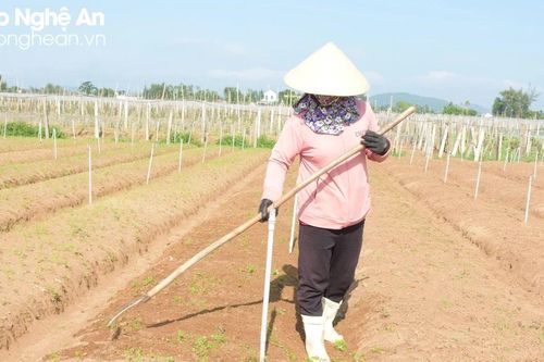 Tranh thủ trời nắng, nông dân Nghệ An khôi phục sản xuất sau lũ