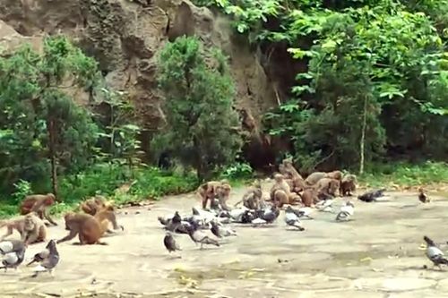 Độc đáo ngôi chùa cưu mang đàn khỉ hàng trăm con