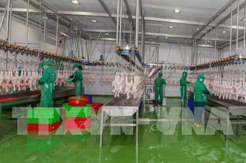 Lào Cai tăng quản lý về xây dựng cơ sở giết mổ gia súc, gia cầm tập trung