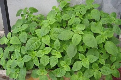 Loại rau vừa là gia vị, vừa là 'thuốc quý' cho sức khỏe