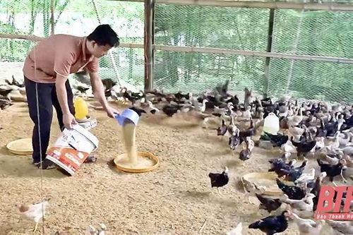 Ứng dụng KH&CN trong phát triển sản xuất tại huyện Quan Sơn