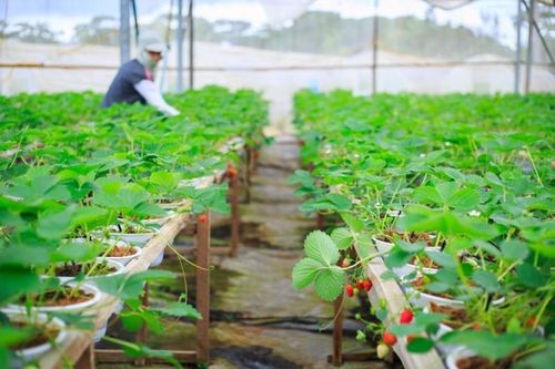 Diễn đàn Kinh tế Xanh 2023: Hỗ trợ Việt Nam rút ngắn hành trình hướng tới nền kinh tế xanh