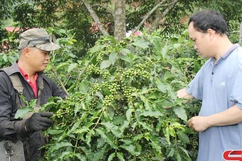 Giúp đồng bào dân tộc thiểu số phát triển sản xuất