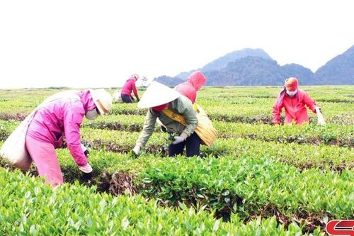 Về miền 'Phôn tốc'