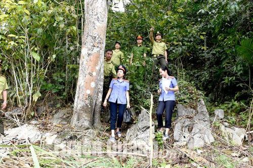 Kiên quyết xử lý lấn chiếm, phá rừng