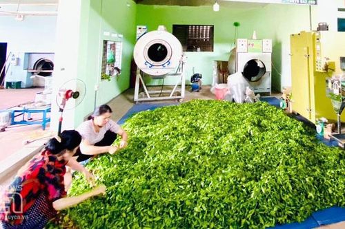 Liên kết sản xuất thúc đẩy kinh tế phát triển bền vững