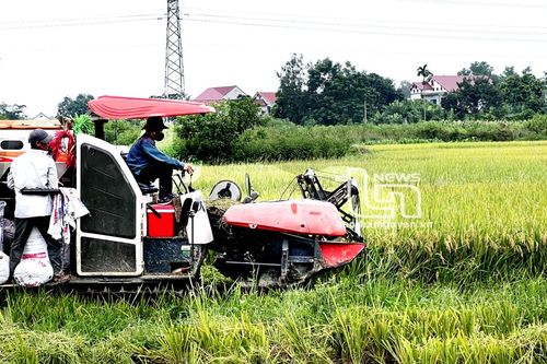 TP. Phổ Yên: Phấn đấu gieo trồng trên 2.250ha cây màu vụ đông
