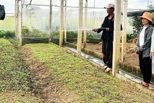Thu nhập cao nhờ trồng rau, hoa trong nhà kính