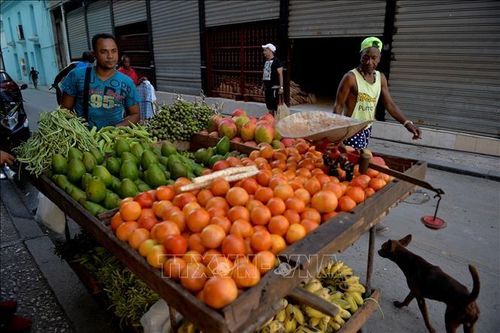 Cuba: Doanh nhân sử dụng 'aquaponics' để sản xuất lương thực hiệu quả