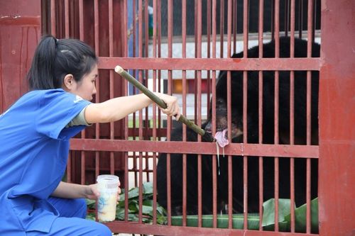 'Ngôi nhà gấu' Bạch Mã đón 2 cá thể gấu đầu tiên