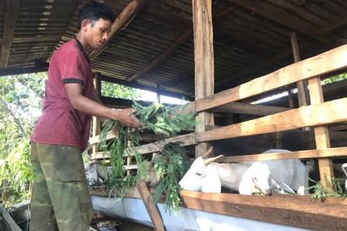 Chăn nuôi dê theo mô hình kinh tế hợp tác giúp người dân Đắk Lắk thoát nghèo bền vững