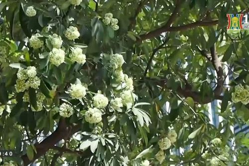 Hương hoa sữa giữa lòng Hà Nội