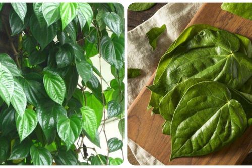 Lá trầu không có tác dụng gì?