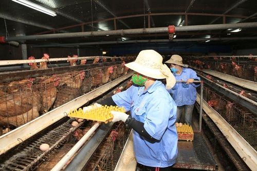 Nông nghiệp Thủ đô bảo đảm tăng trưởng, phát triển bền vững